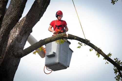 Tree Services in Spring Hill