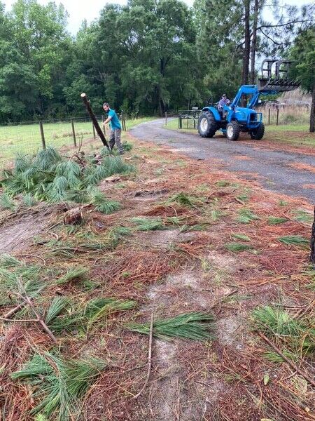 Tree Removal in Brooksville, FL (1)