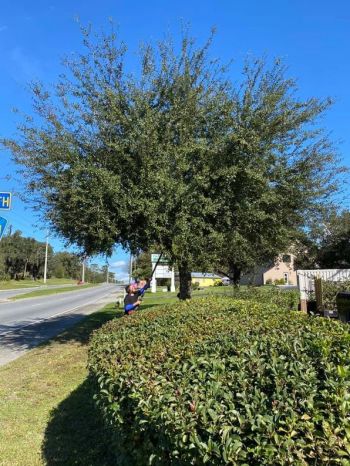 Tree pruning and trimming in Spring Hill, Florida by Freedom Land Services LLC