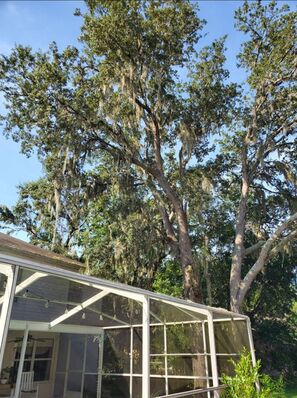 Tree Services in Zephyrhills, FL (4)